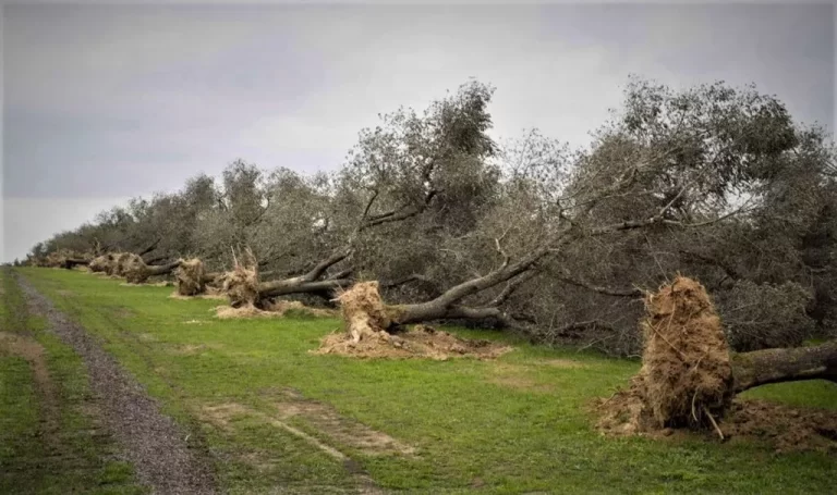 Agricoltura, scure su ulivi e ortaggi italiani | Rec News dir. Zaira Bartucca