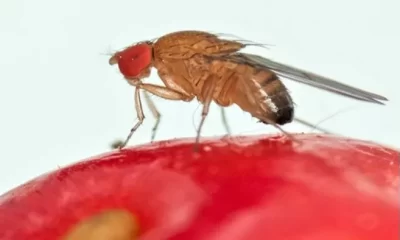 L'invasione del parassita asiatico drosophila suzukii sta distruggendo i frutteti | Rec News dir. Zaira Bartucca