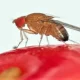 L'invasione del parassita asiatico drosophila suzukii sta distruggendo i frutteti | Rec News dir. Zaira Bartucca