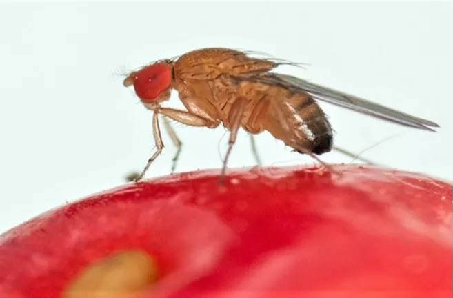L'invasione del parassita asiatico drosophila suzukii sta distruggendo i frutteti | Rec News dir. Zaira Bartucca