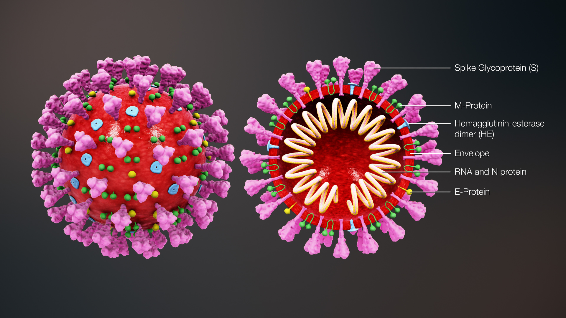 struttura coronavirus | Rec News dir. Zaira Bartucca