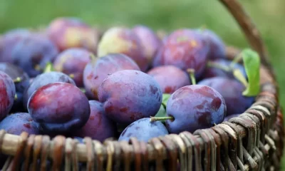 Agricoltura, sugli scaffali la frutta italiana latita ma susine, mele e kiwi volano verso Cina, Brasile e Taiwan | Rec News dir. Zaira Bartucca