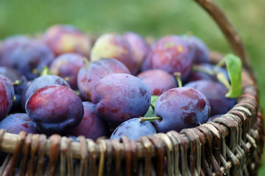 Agricoltura, sugli scaffali la frutta italiana latita ma susine, mele e kiwi volano verso Cina, Brasile e Taiwan | Rec News dir. Zaira Bartucca