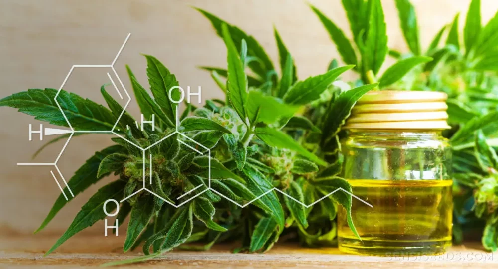 Sorpresa. L'olio biologico di Cbd è indicato per la cura di pelle e capelli | Rec News dir. Zaira Bartucca