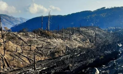 Incendi in Aspromonte, il sindaco di Roccaforte del Greco Penna punta il dito contro la Protezione Civile e la Prefettura | Rec News dir. Zaira Bartucca