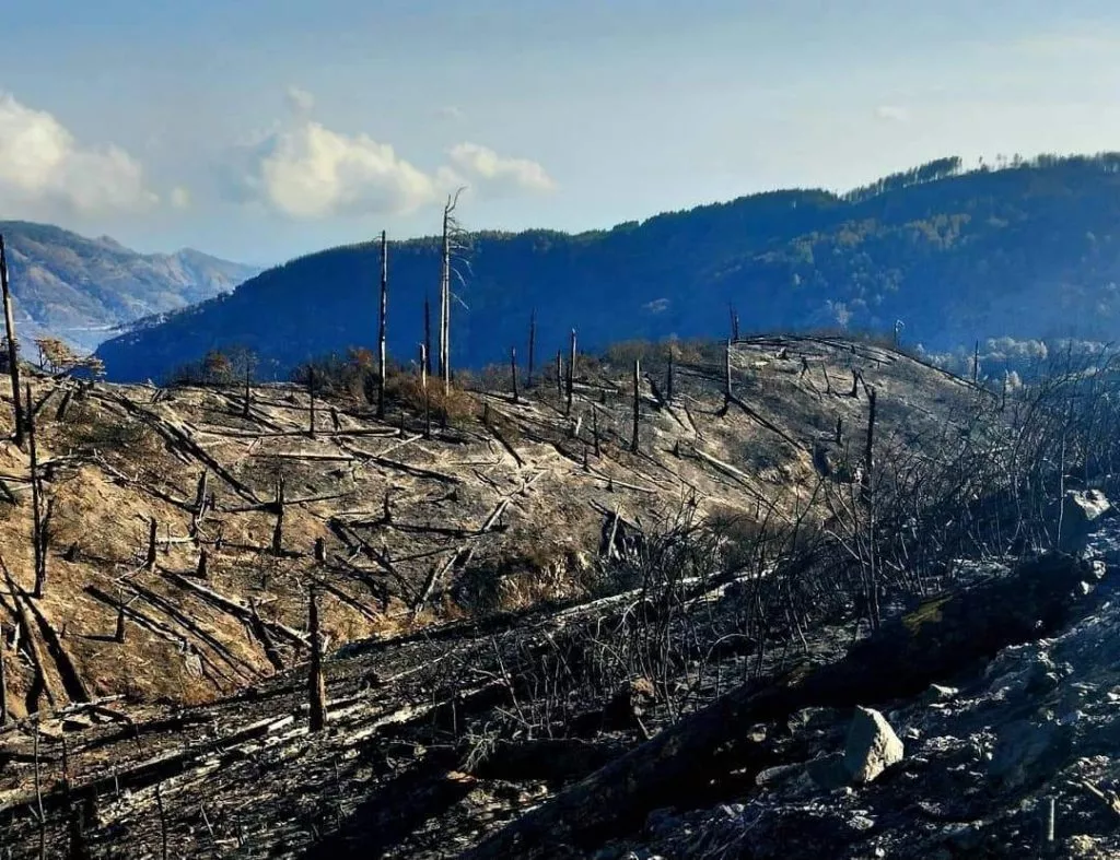 Incendi in Aspromonte, il sindaco di Roccaforte del Greco Penna punta il dito contro la Protezione Civile e la Prefettura | Rec News dir. Zaira Bartucca