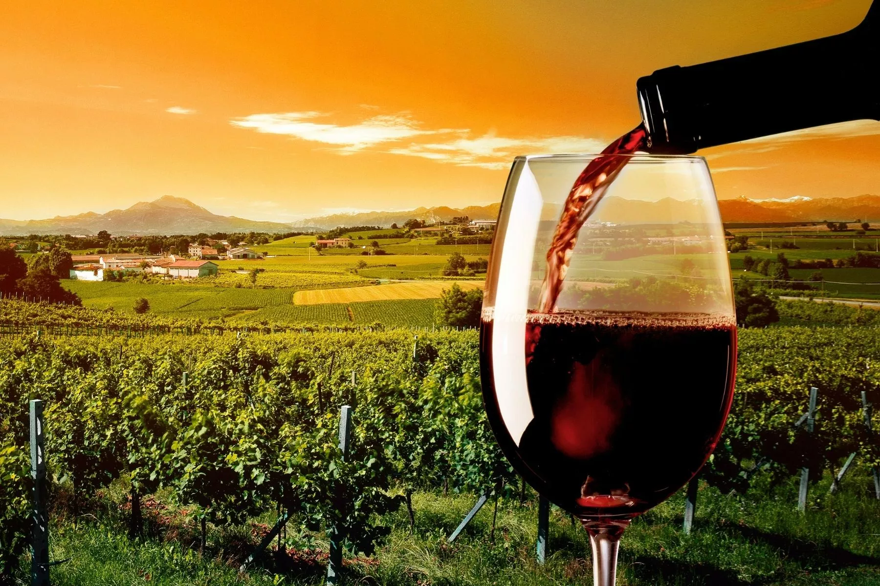 I vini rossi Vosne-Romanée, capolavoro della Borgogna