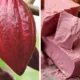 San Valentino, dal Giappone la tradizione con protagonista il cioccolato | Rec News dir. Zaira Bartucca