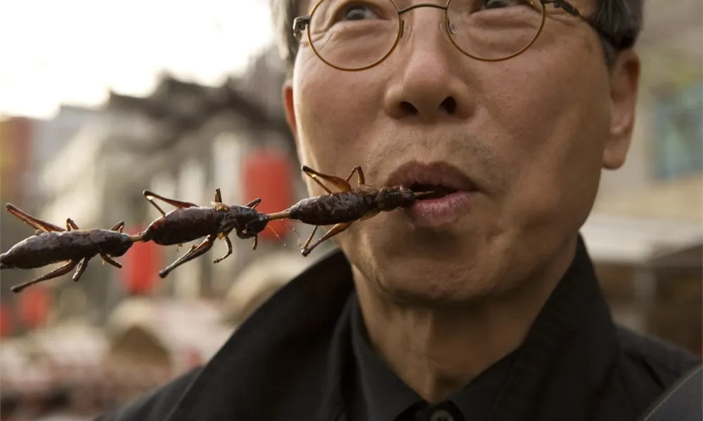 I rischi legati al consumo di insetti svelati dagli esperti. Le marche coinvolte e come riconoscere i preparati che li contengono | Rec News dir. Zaira Bartucca