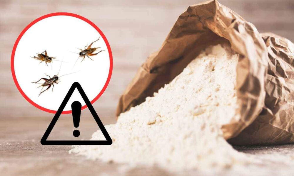 Firmati quattro decreti sulla farina di insetti | Rec News dir. Zaira Bartucca