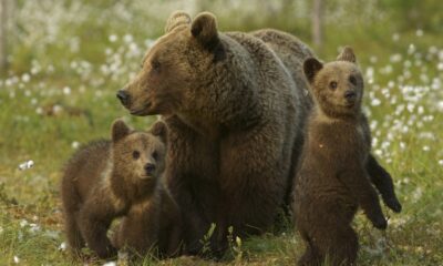 Gli orsi (polacchi) in Trentino rischiano di essere uccisi | Rec News dir. Zaira Bartucca
