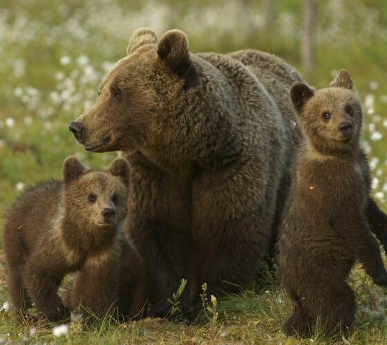 Gli orsi (polacchi) in Trentino rischiano di essere uccisi | Rec News dir. Zaira Bartucca