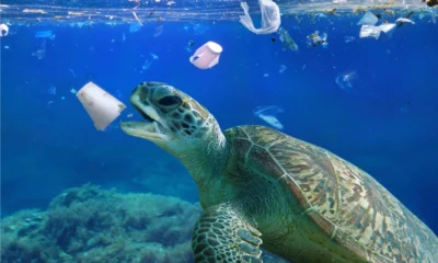 Al via il percorso per i Comuni per diventare "Plastic Free" | Rec News dir. Zaira Bartucca