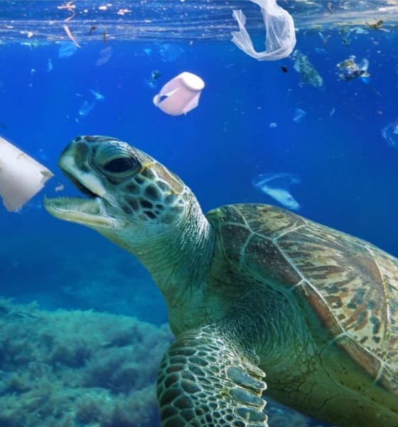 Al via il percorso per i Comuni per diventare "Plastic Free" | Rec News dir. Zaira Bartucca