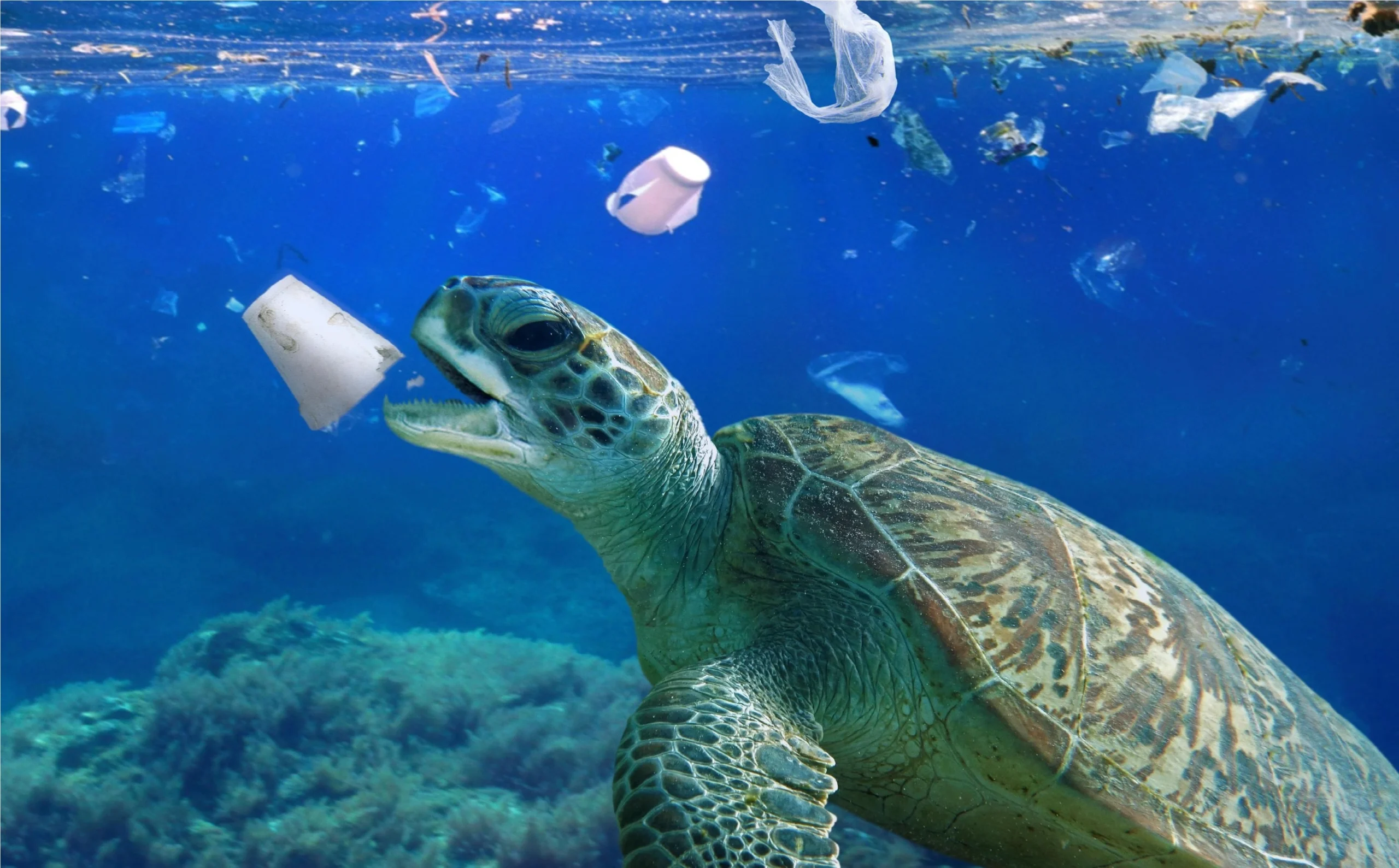 Al via il percorso per i Comuni per diventare "Plastic Free" | Rec News dir. Zaira Bartucca